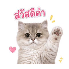 Mochi the British cat