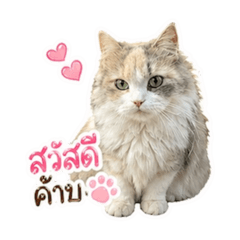 Kanchanok_687_20260501233140
