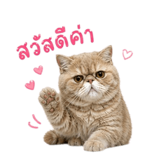 YinDeeCat