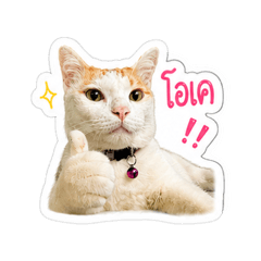 Jum Be - Naughty cat