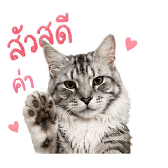 Cat Elizabeth