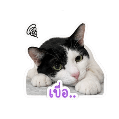 soda_20260501235025