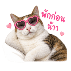 PK cat