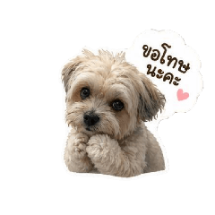 khai palo maltipoo v1
