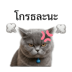 Monster The Cat
