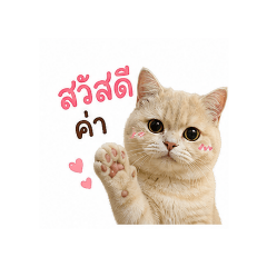 Sarang Meow