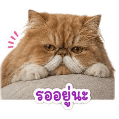 MHOO - FY No.1