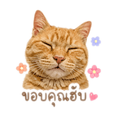 Orange Meow Mood Mood