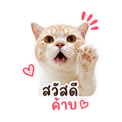 LATEA MOMO