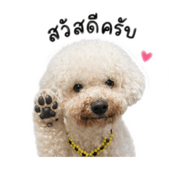 Godji the Poodle