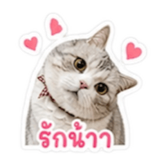 MOLLYTHECATFILES