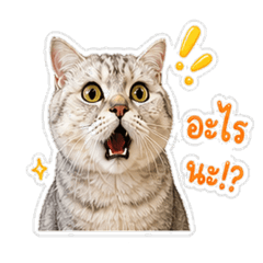 Riki cute cat