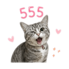 Tonhom Meow Meow