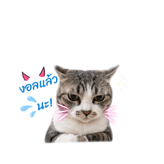 Hi cat_20260502002205
