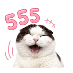 Jutamook