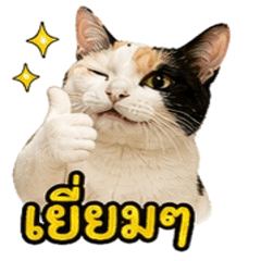 Calico_catMOM_V1