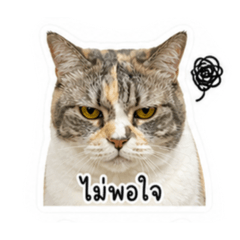 Miso soup The cat V.2