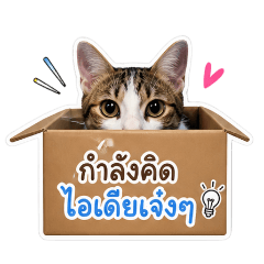 meow not work