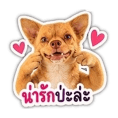 PEAR_20260502195117