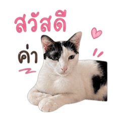 Mamoo Meow