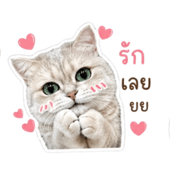 OMC Latte British Shorthair : Daily Life