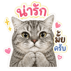 Richy Cat Baby Boy!