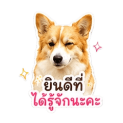 Latte the Corgi & The Gang V1