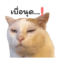 minenine888_20260512200736
