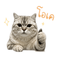 oda_20260512222327