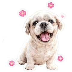 Pang Pang Lovely little pup
