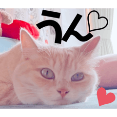 Mochioba_20260624090617
