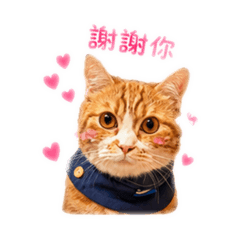 可愛的Money貓