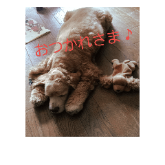 American Cocker Spaniel-mu