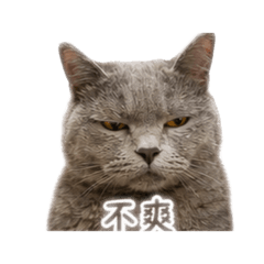 條條喵
