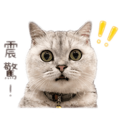 崽崽喵