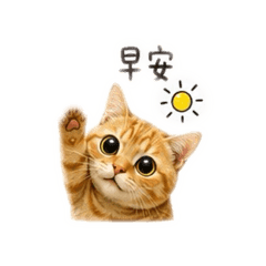 胖橘咪咪的日常