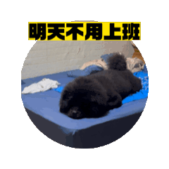 五堵黑寶哥2