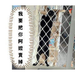 毛孩紀錄vol.1