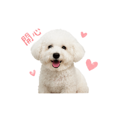 Bichon Frize bubu 比熊咘咘