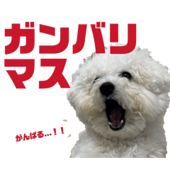I am Buono!2