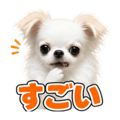 toasan01