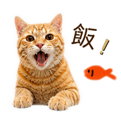 蔍蔍賺罐罐