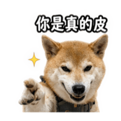 柴犬小宅流行用語篇