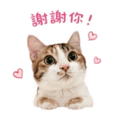 愛貓Mini的日常問候語