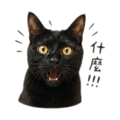 咪咪貓貓0708#3
