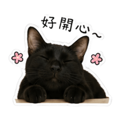 pudding cat1.0