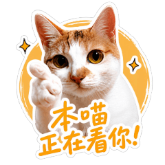 阿貓貝貝｜誕生!