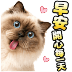 貓咪早安晚安日常貼圖