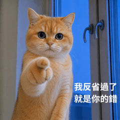貓咪今日精神狀態
