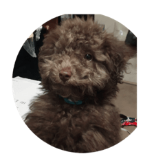 toy poodle syocora